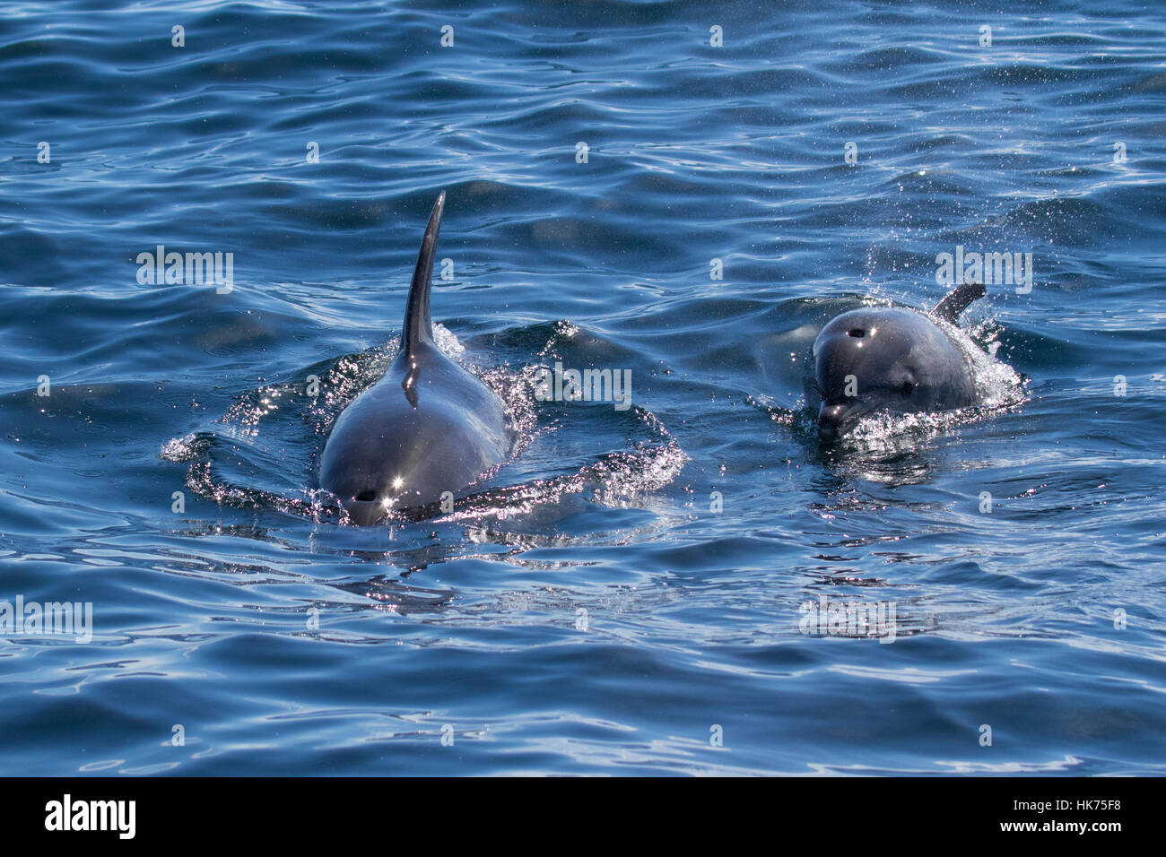pair of oceanic form of Common Bottlenose Dolphin (Tursiops truncatus) Stock Photo