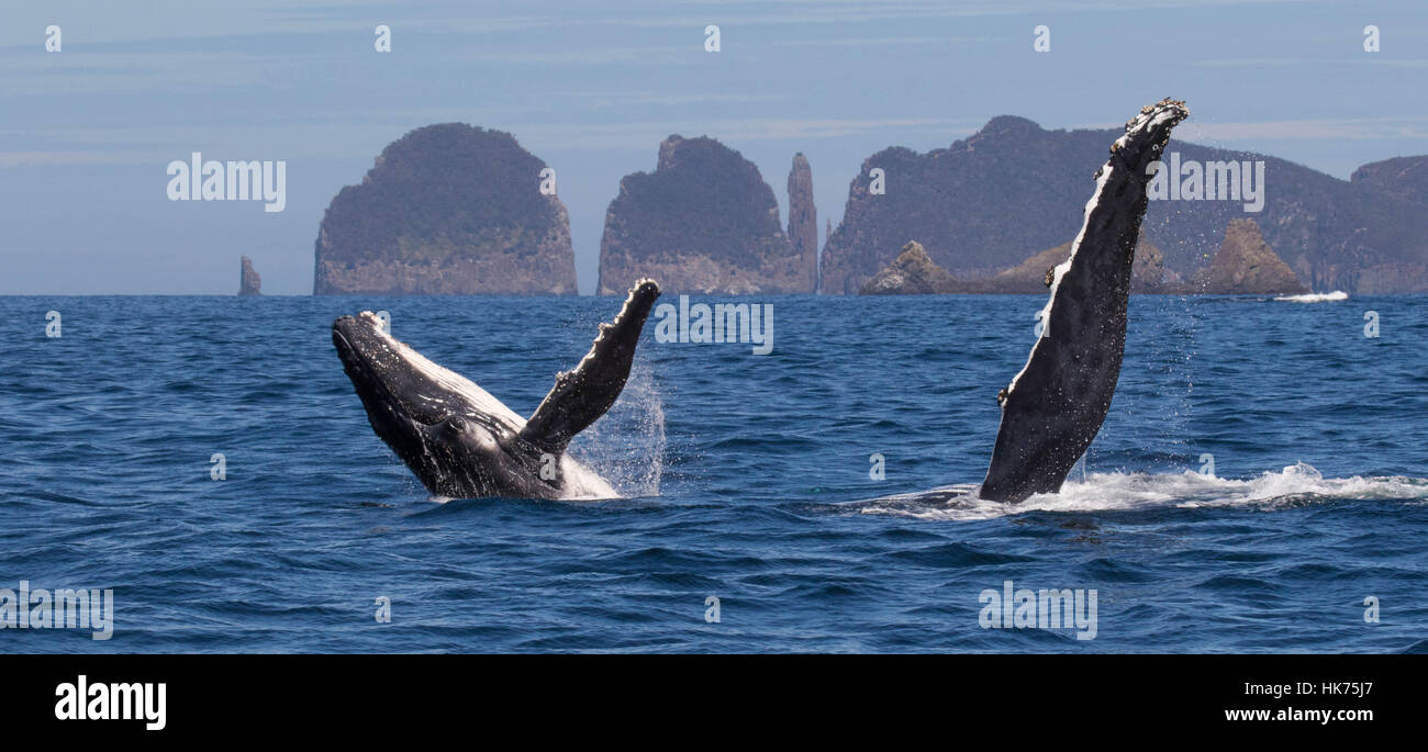 mother (flipper waving) & calf (breaching) Humpback Whales (Megaptera novaeangliae) in front of dramatic coastal scenery Stock Photo