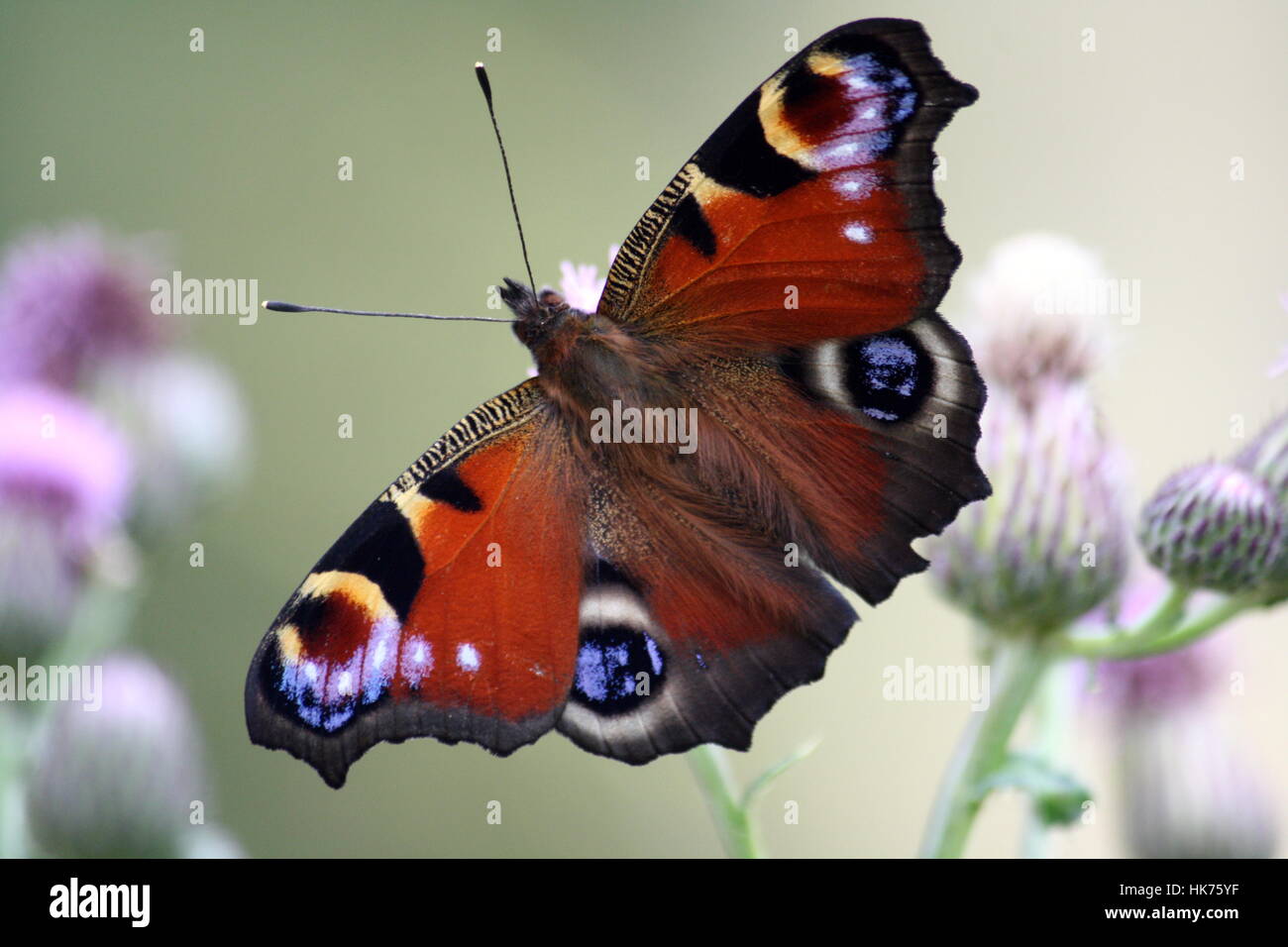 Peacock butterfly   closeup Stock Photo