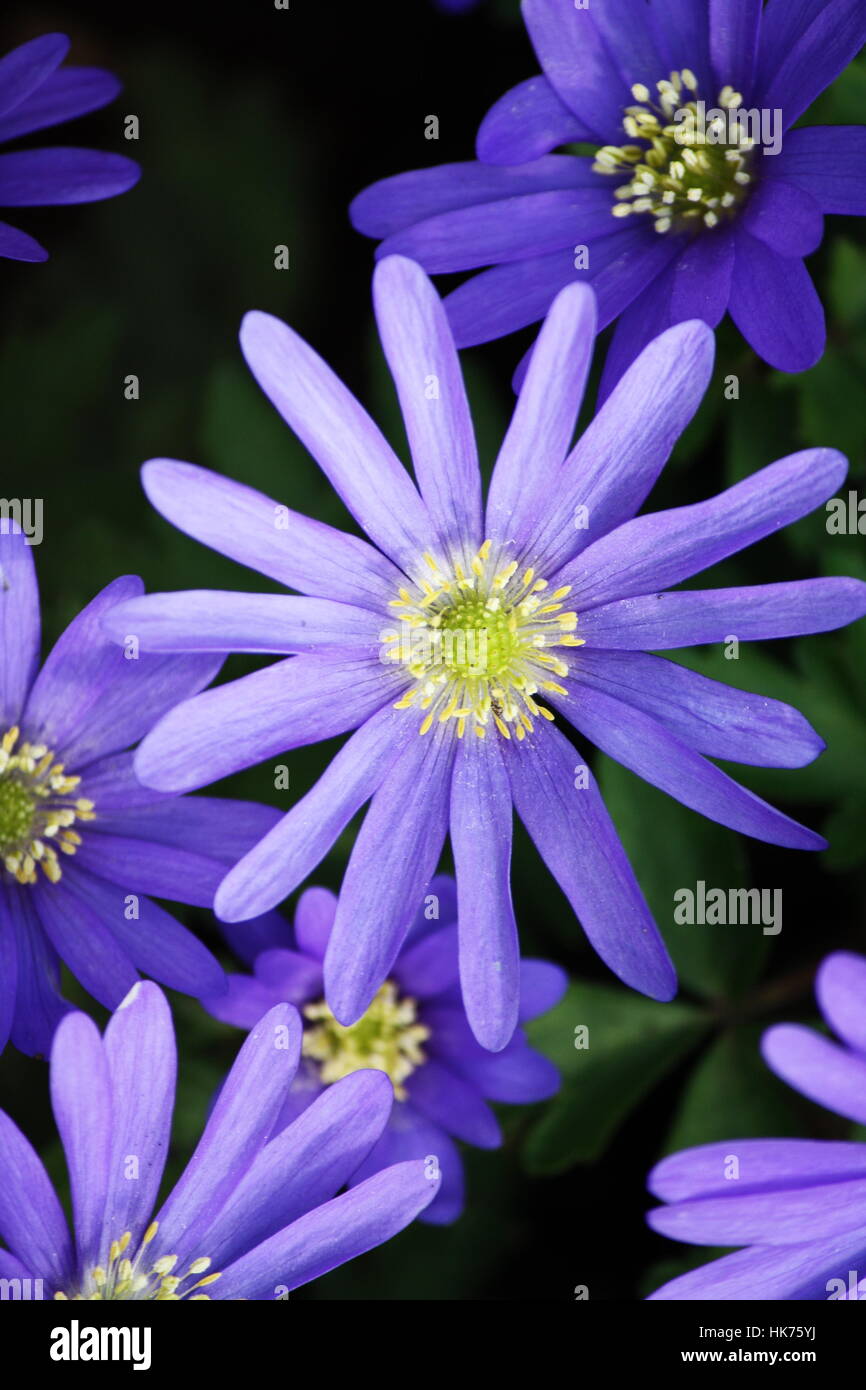 Anemone Blanda Stock Photo