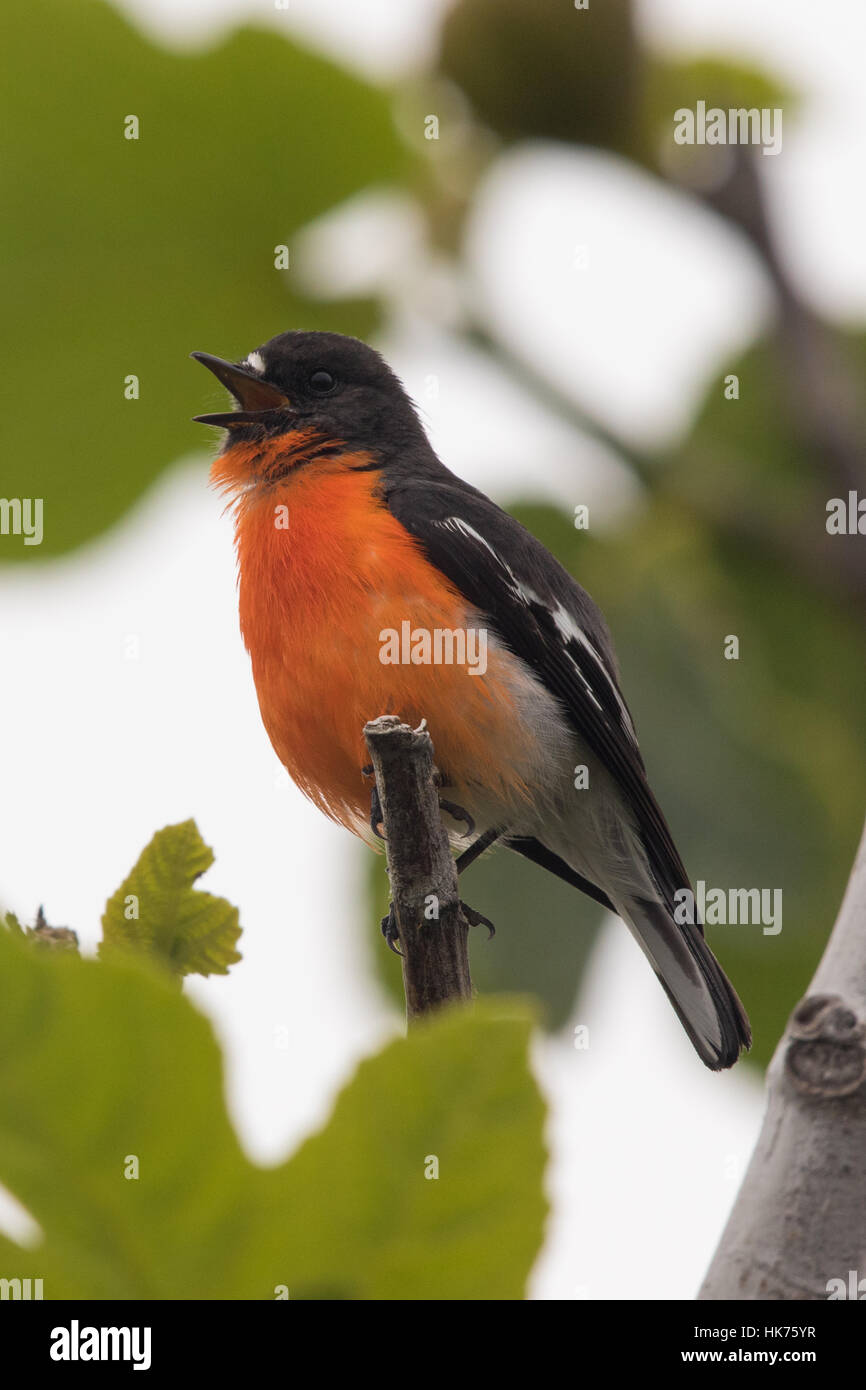 Flame Robin (Petroica phoenicea) singing Stock Photo