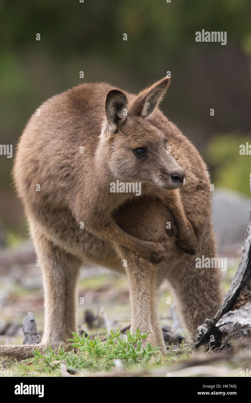 female Eastern Grey Kangaroo (Macropus giganteus) scratching her flank Stock Photo