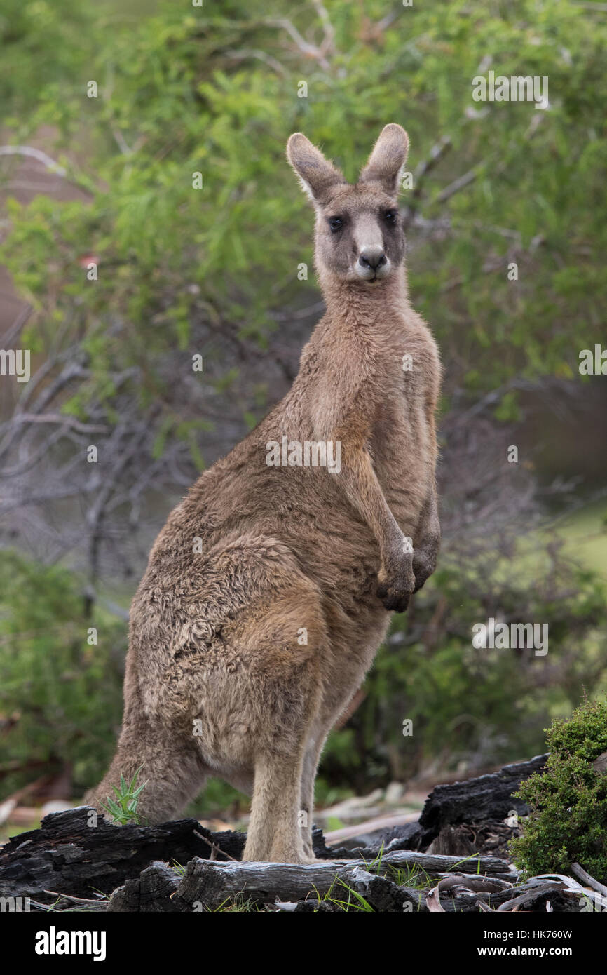 female Eastern Grey Kangaroo (Macropus giganteus) Stock Photo