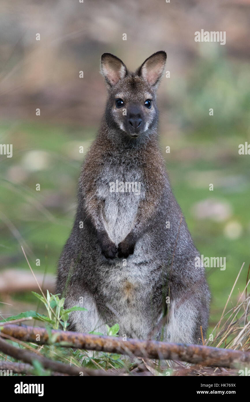 young female Bennett's Wallaby (Macropus rufogriseus rufogriseus) Stock Photo