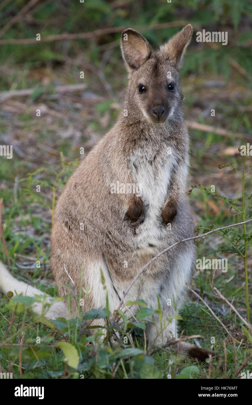 young female Bennett's Wallaby (Macropus rufogriseus rufogriseus) Stock Photo