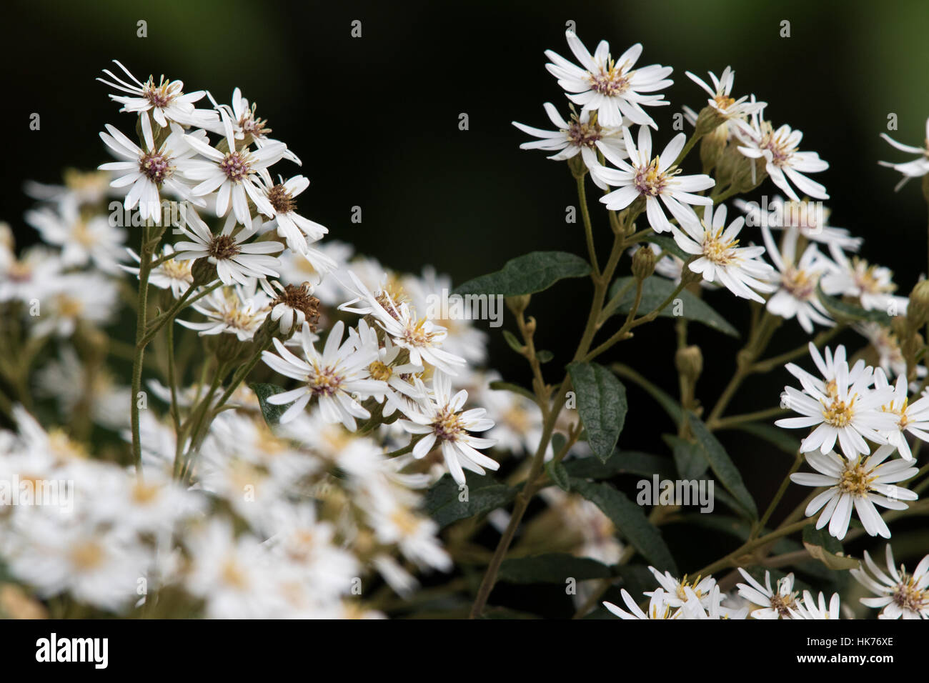 Snow Daisy Bush (Olearia stellulata) Stock Photo