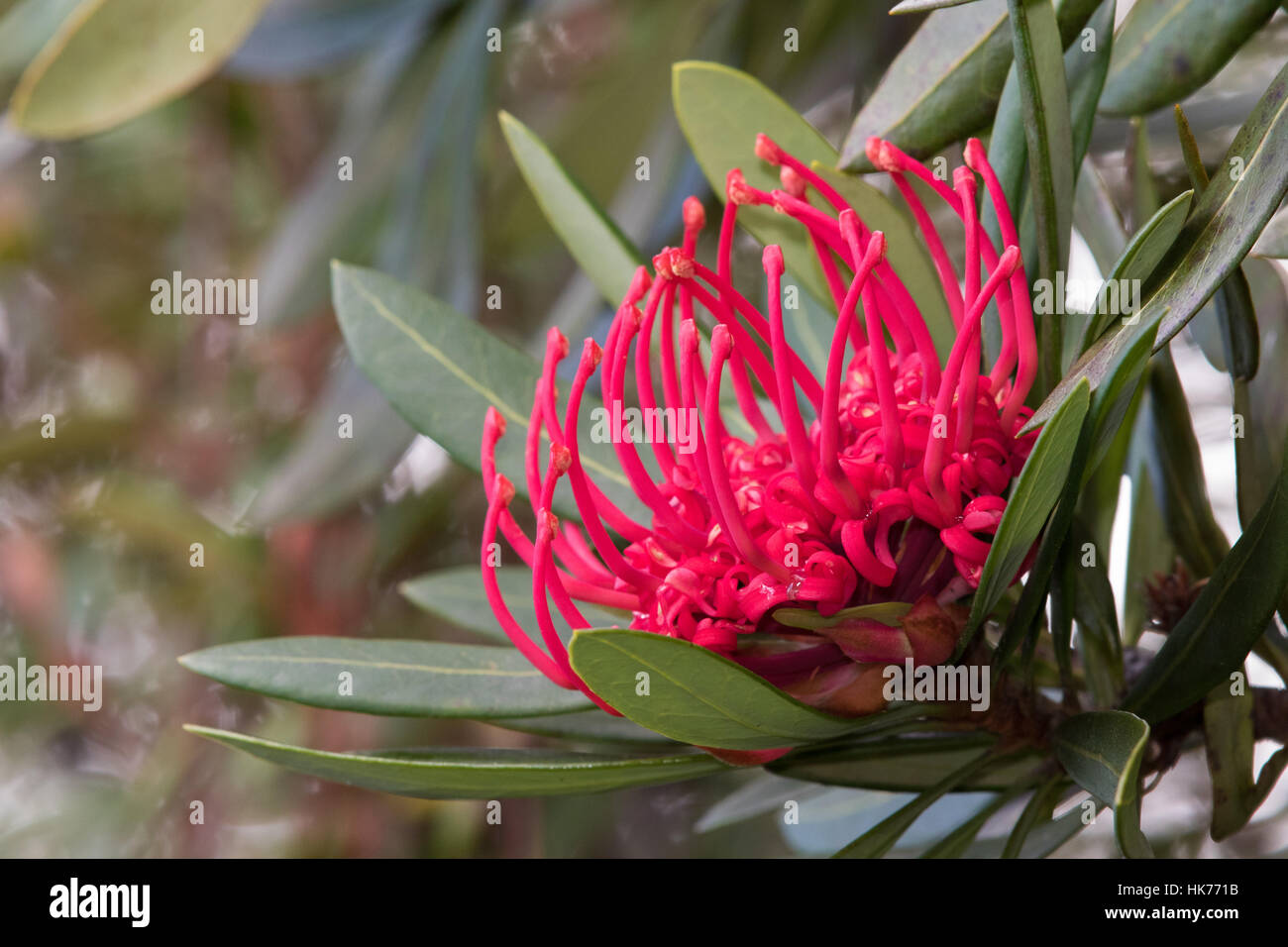 Tasmanian Waratah (Telopea truncata) flowers Stock Photo