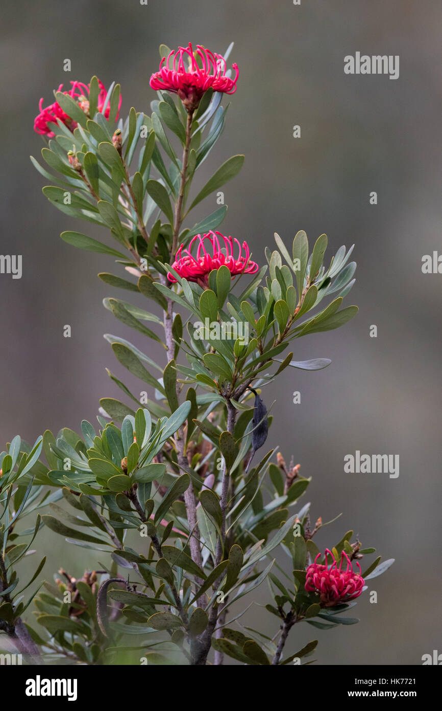 Tasmanian Waratah (Telopea truncata) flowers Stock Photo