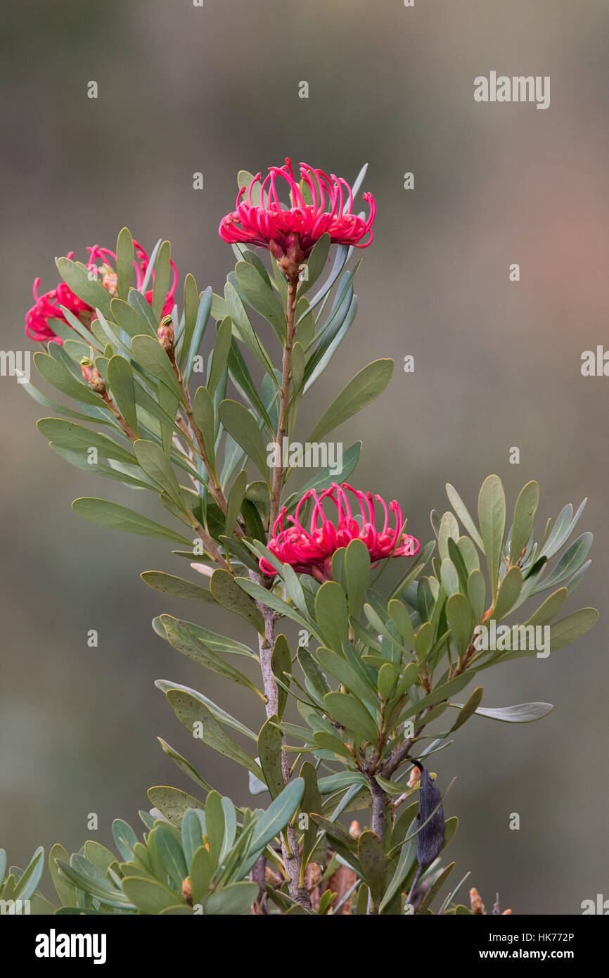 Tasmanian Waratah (Telopea truncata) flowers Stock Photo