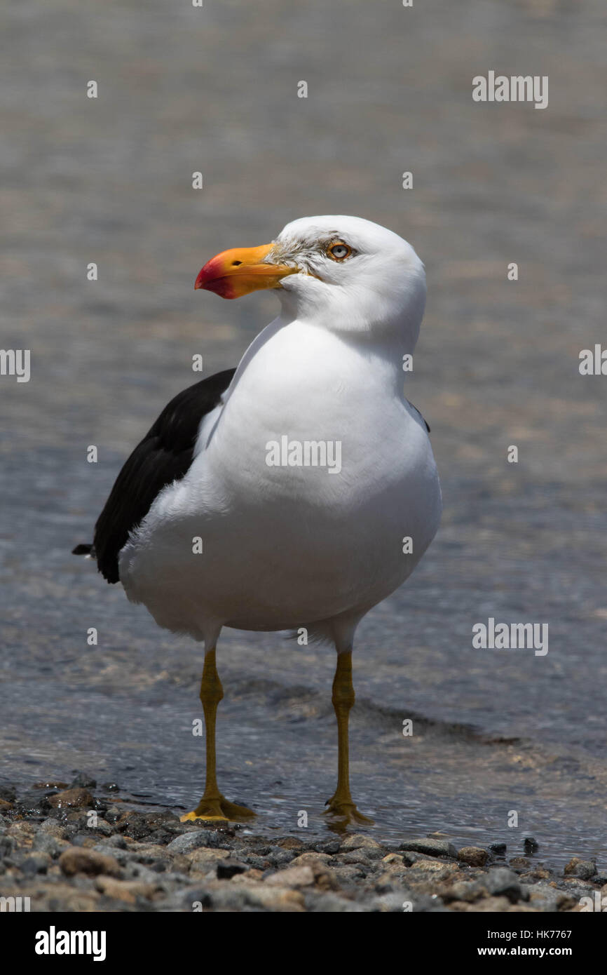 Pacific Gull (Larus pacificus) standing in shallow water Stock Photo