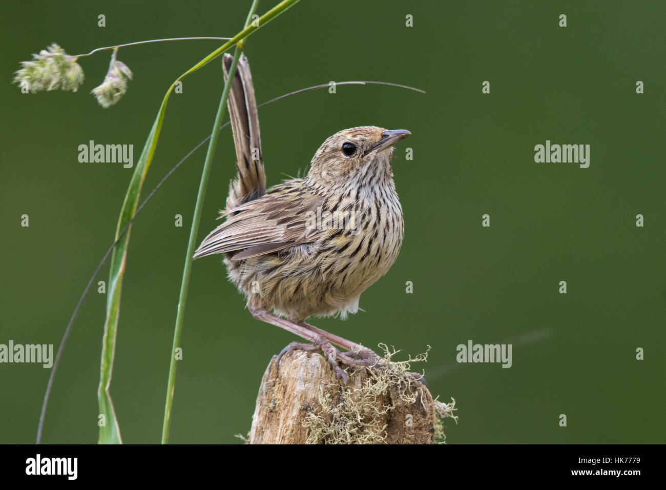 Striated Fieldwren (Calamanthus fuliginosus) perched on the top of a fencepost Stock Photo