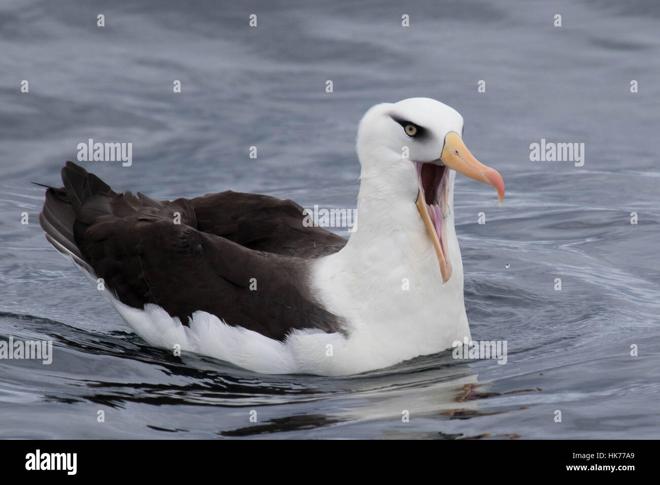 adult Campbell's Albatross (Thalassarche impavida) swimming on the surface of the water with a fish-hook stuck in its mouth Stock Photo
