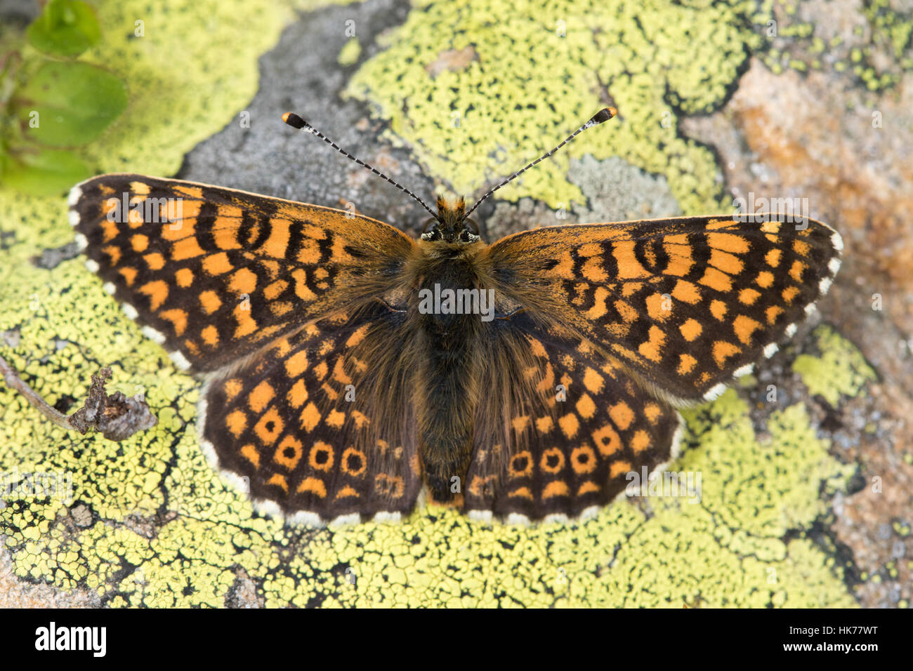 Glanville Fritillary (Melitaea cinxia) butterfly resting on a lichen-covered rock Stock Photo