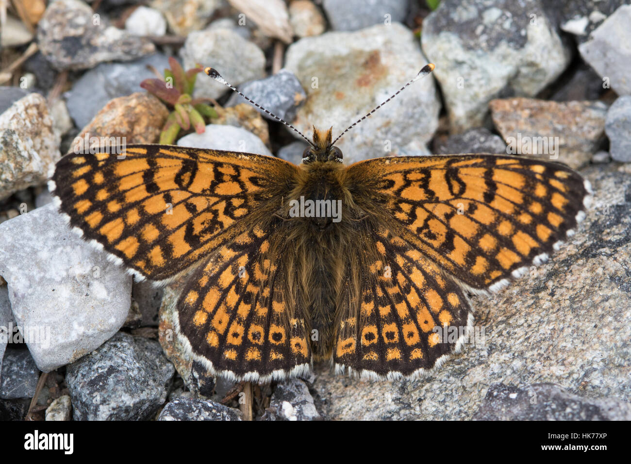 Glanville Fritillary (Melitaea cinxia) butterfly resting on gravel Stock Photo