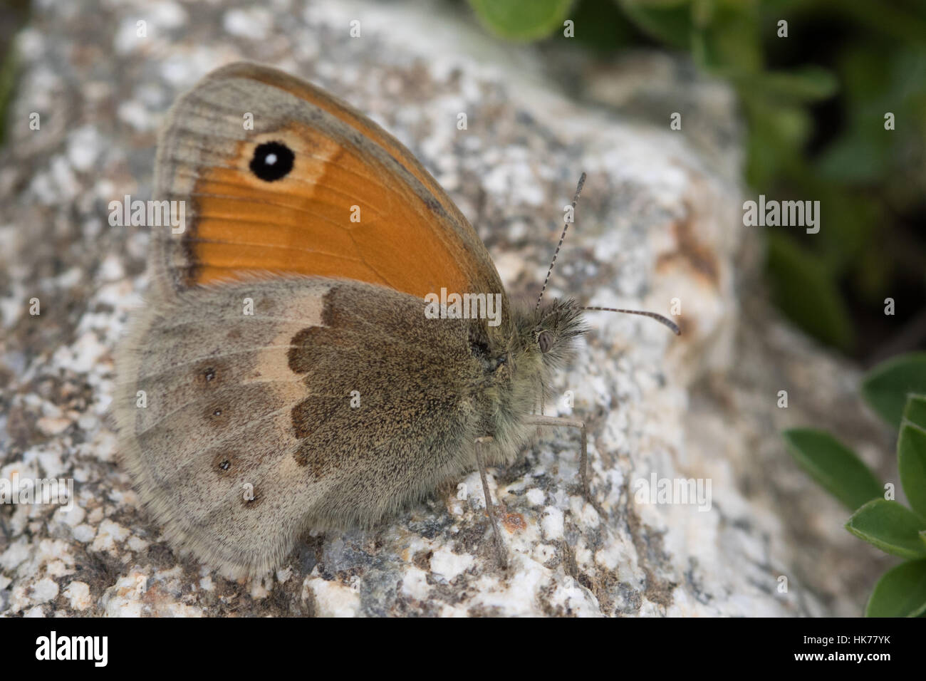 Small Heath (Coenonympha pamphilus) butterfly resting on a rock Stock Photo