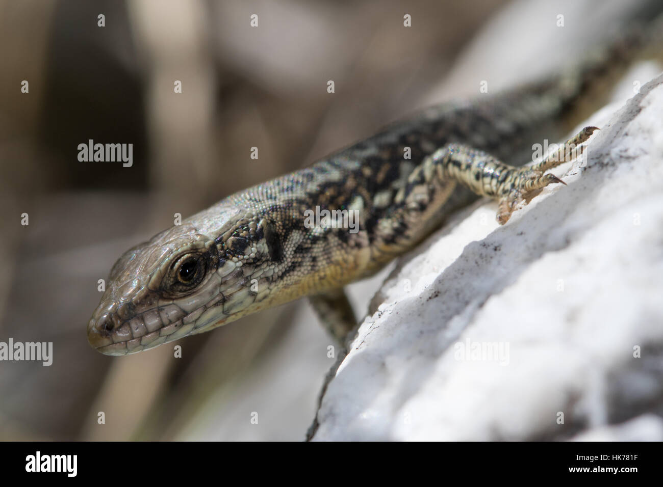 Common Wall Lizard (Podarcis muralis) Stock Photo