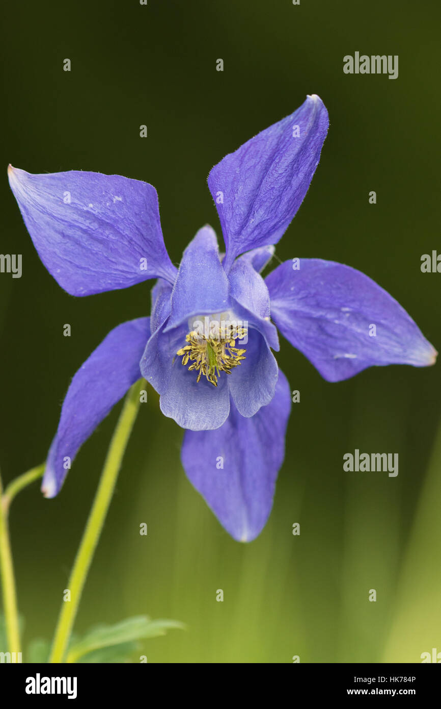 Alpine Columbine (Aquilegia alpina) flower Stock Photo