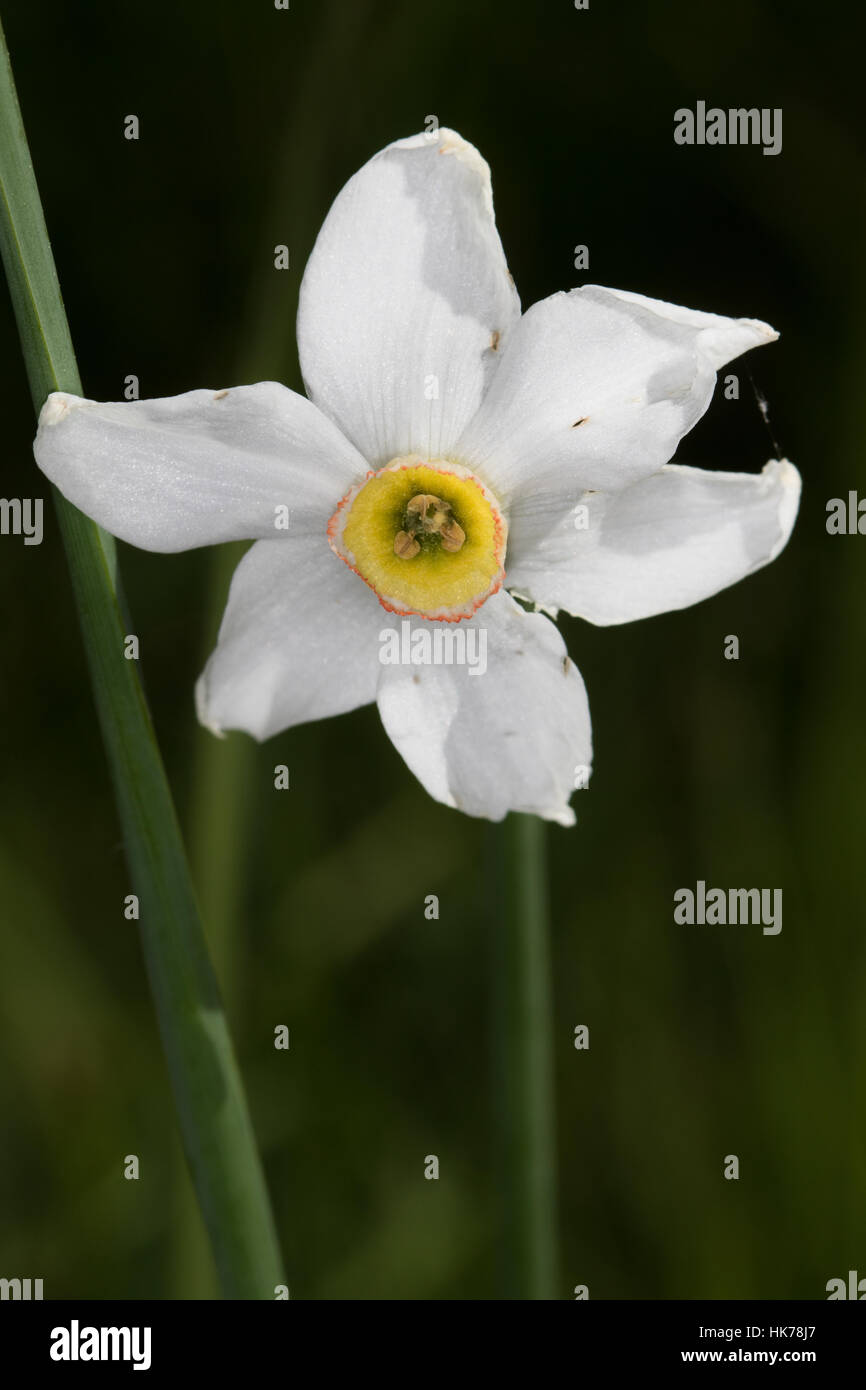 Pheasant's-eye (Narcissus poeticus) flower Stock Photo