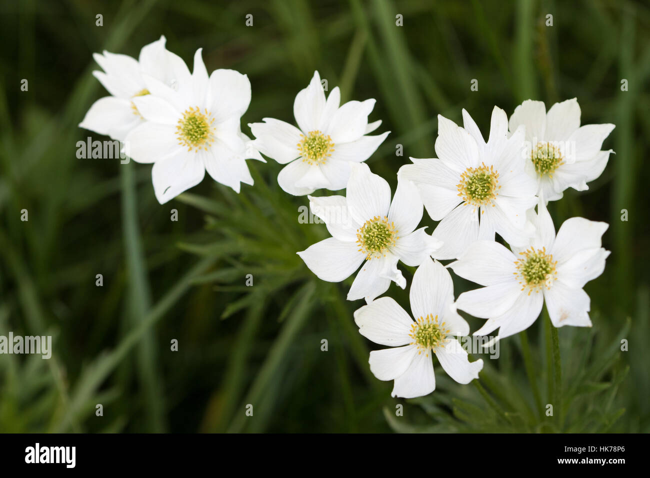 Narcissus-flowered Anemone (Anemone narcissiflora) flowers Stock Photo