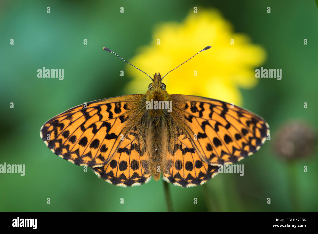 Niobe Fritillary (Argynnis niobe) butterfly basking in the sun Stock Photo