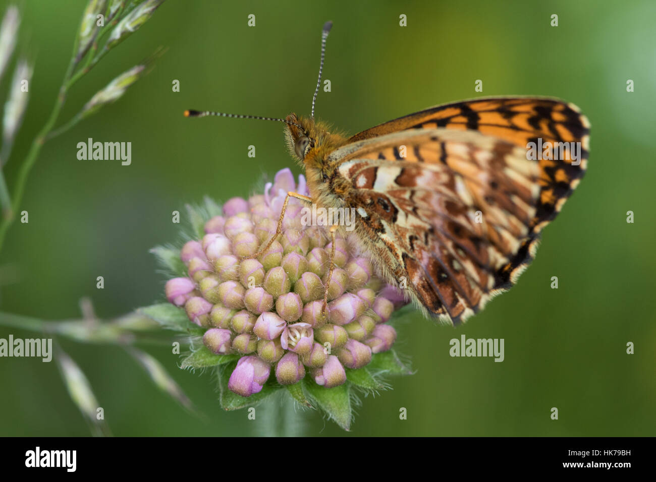 Weaver's Fritillary (Boloria dia) resting on an unopened Field Scabious (Knautia arvensis) flower head Stock Photo