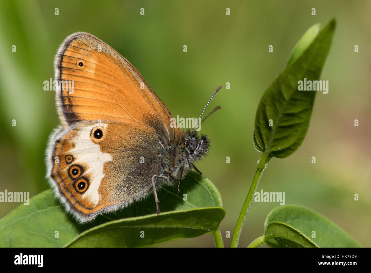 Pearly Heath (Coenonympha arcania) butterfly resting on a leaf Stock Photo