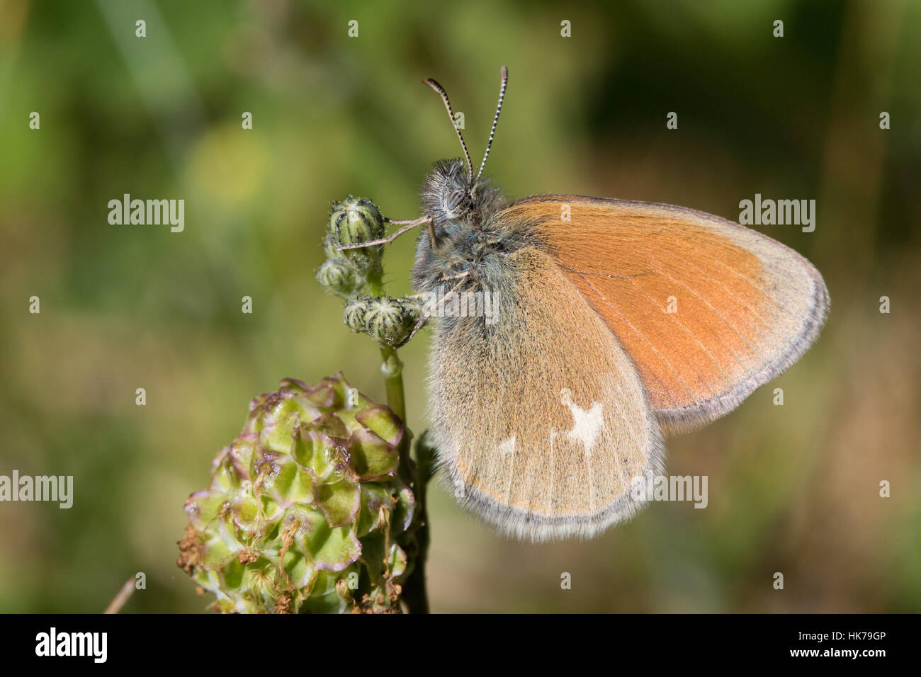 Chestnut Heath (Coenonympha glycerion) butterfly Stock Photo