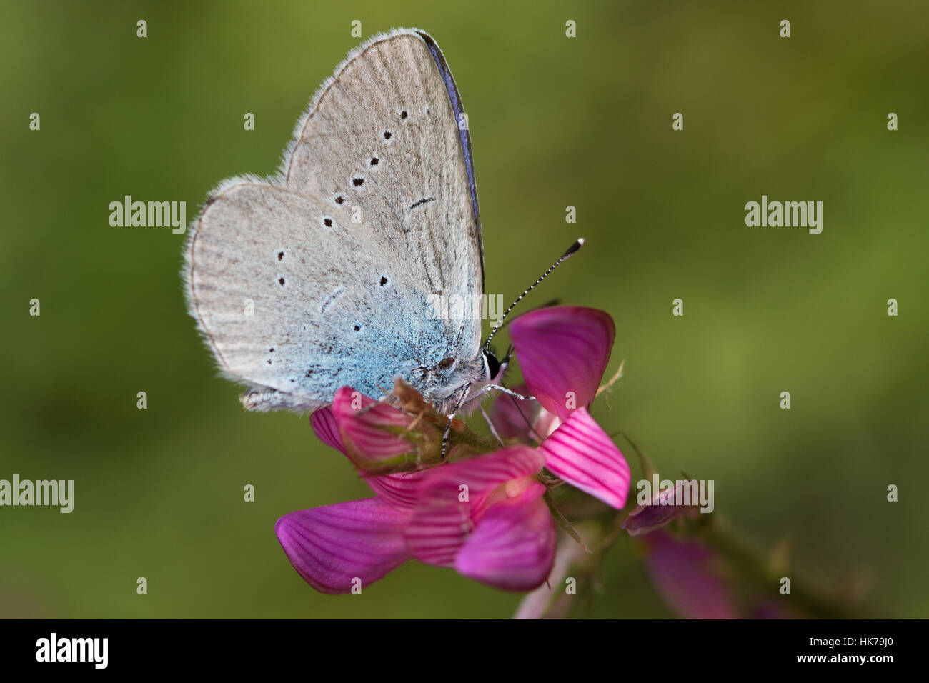 Osirus Blue (Cupido osiris) feeding on Sainfoin (Onobrychis viciifolia) flowers Stock Photo