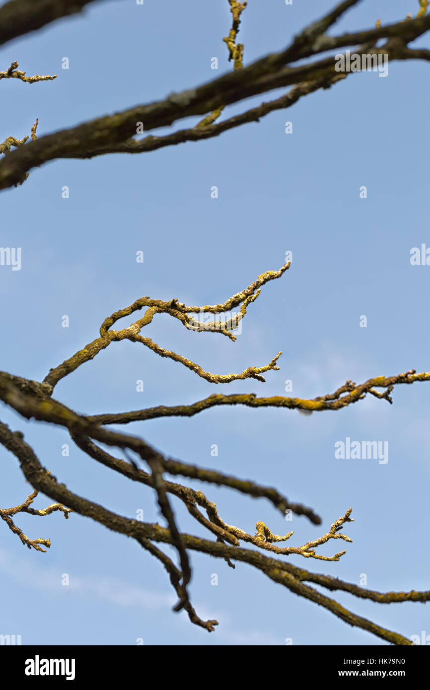 A Streak of Sunlight Silhouette Dry tree with blue sky Stock Photo - Alamy
