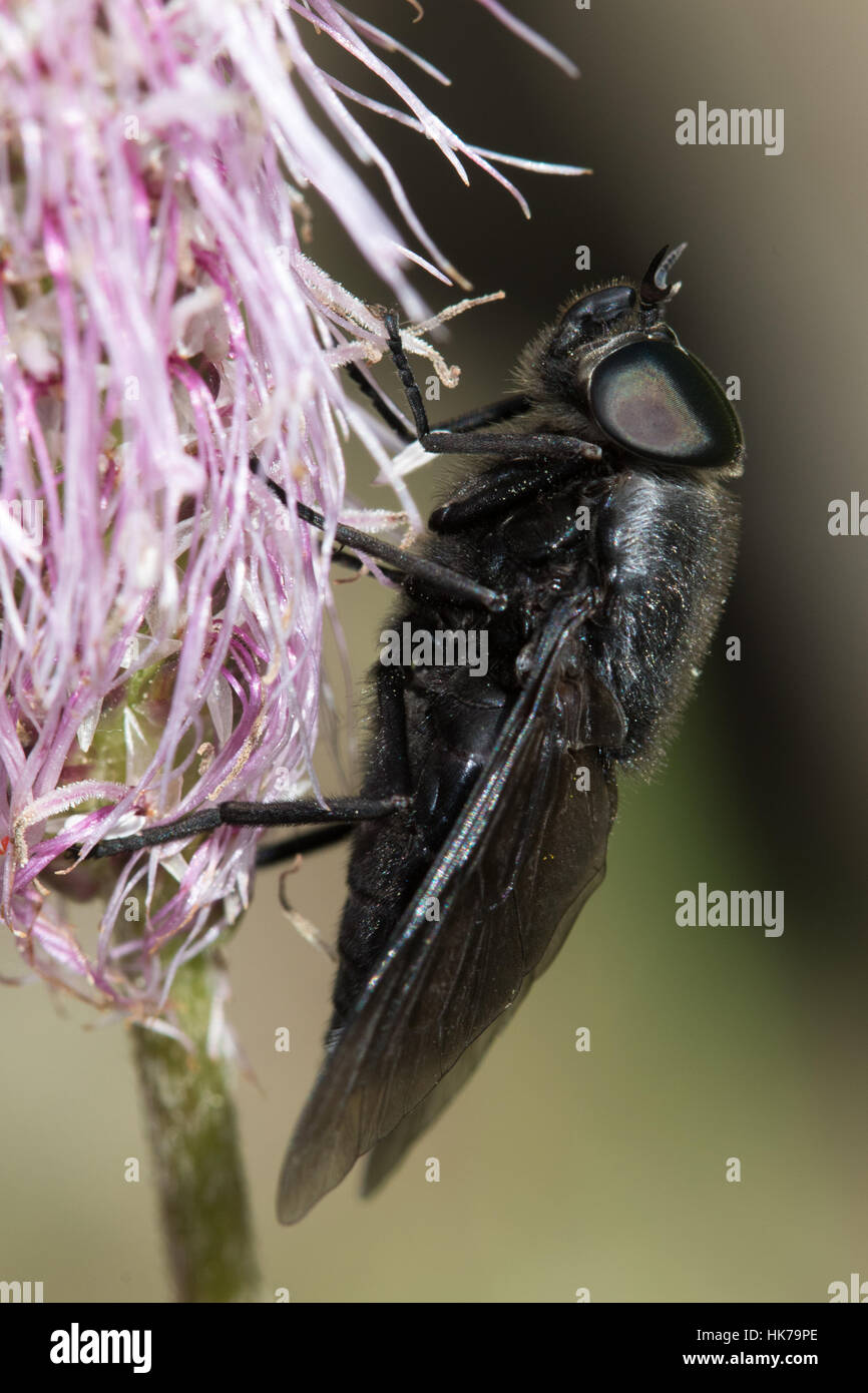 black horse fly (Tabanidae) resting on a Common Bistort (Persicaria bistorta) flower, Provence, France Stock Photo