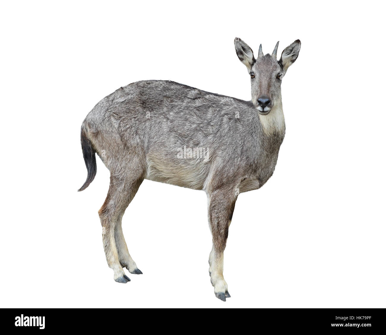 isolated, animal, mammal, fur, rare, wildlife, antelope, white, grey, gray, Stock Photo
