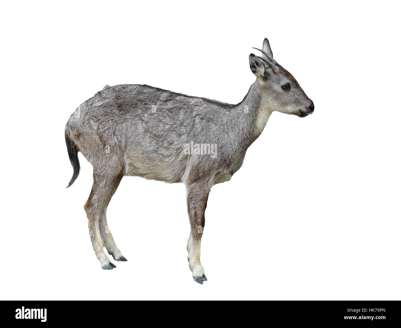 isolated, animal, mammal, fur, rare, wildlife, antelope, white, grey, gray, Stock Photo