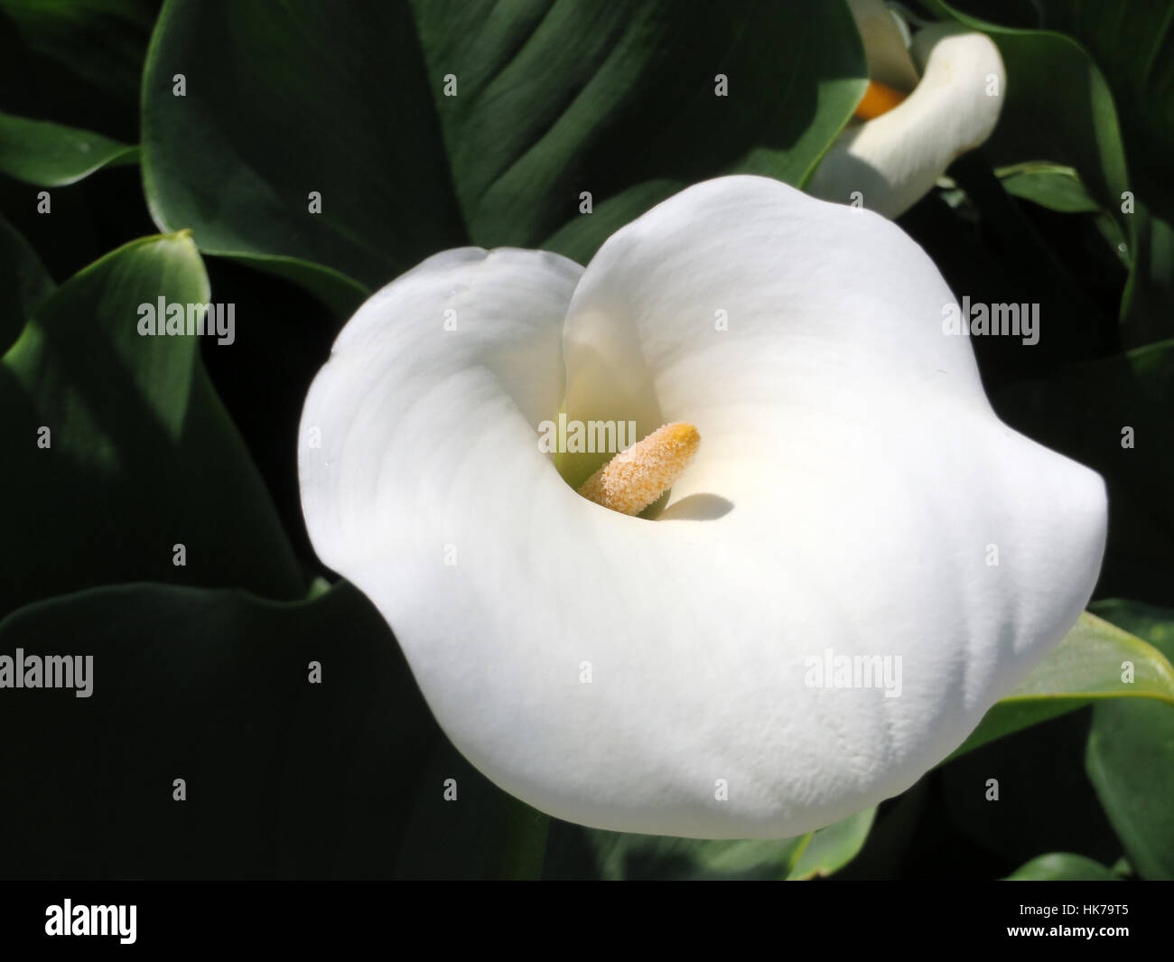 Witte Calla white calla - zantedeschia aethiopica childsiana Stock Photo - Alamy