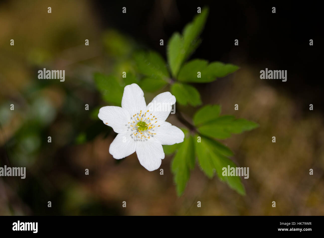 Wood Anemone (Anemone nemorosa) flower Stock Photo Alamy