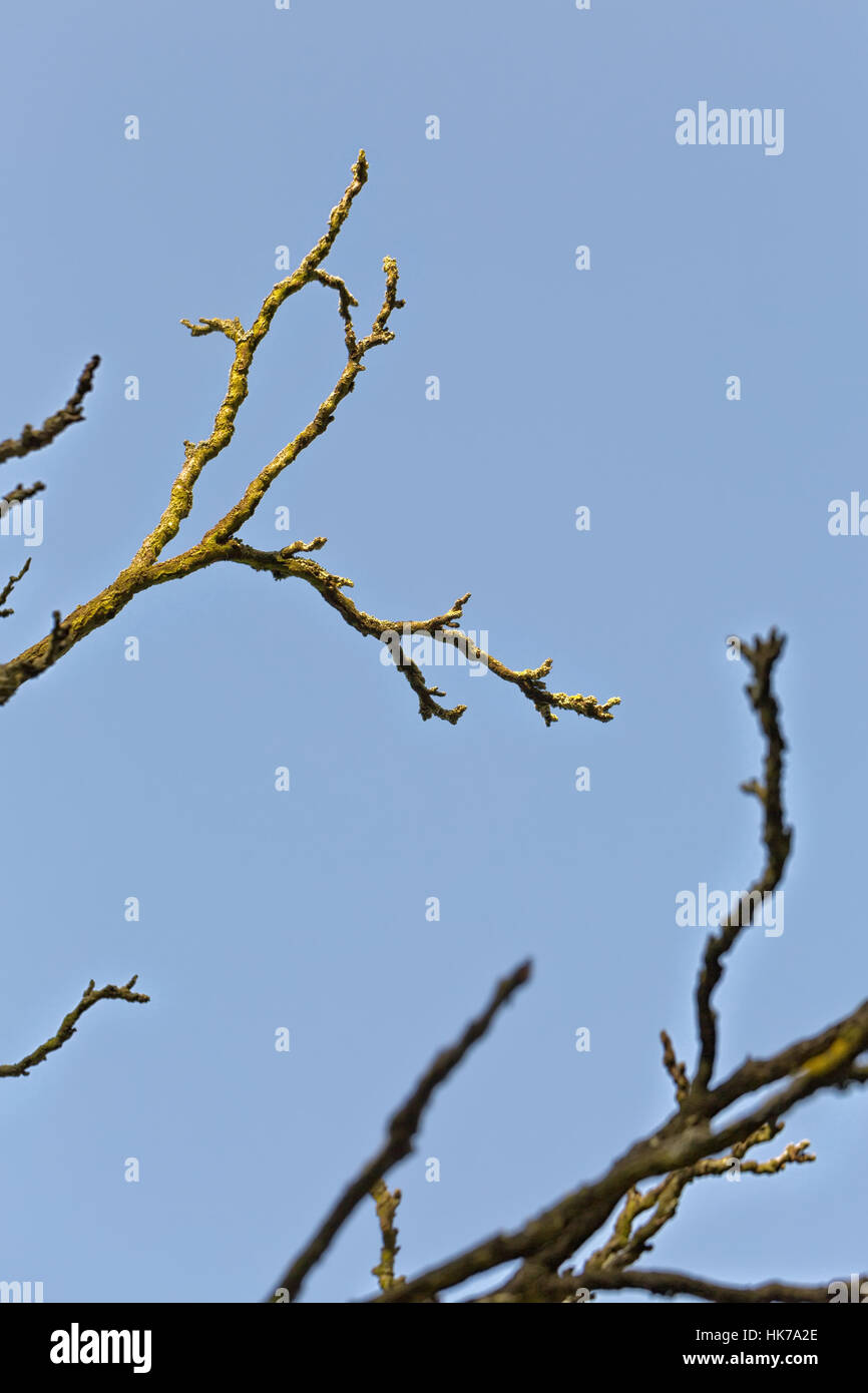 A Streak of Sunlight Silhouette Dry tree with blue sky Stock Photo - Alamy