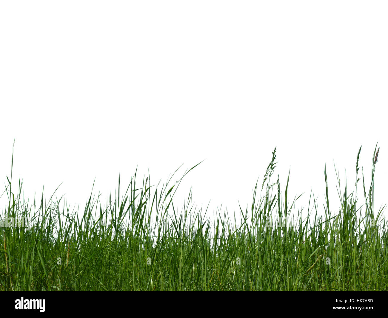 optional, green, grasses, blades of grass, blade of grass, grass, hay Stock Photo Alamy