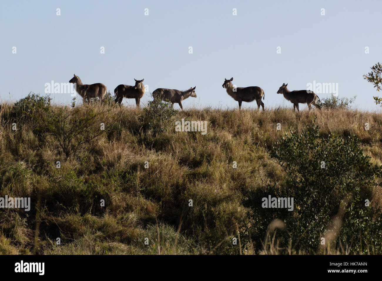 Waterbuck and grassland scenery hi-res stock photography and images - Alamy
