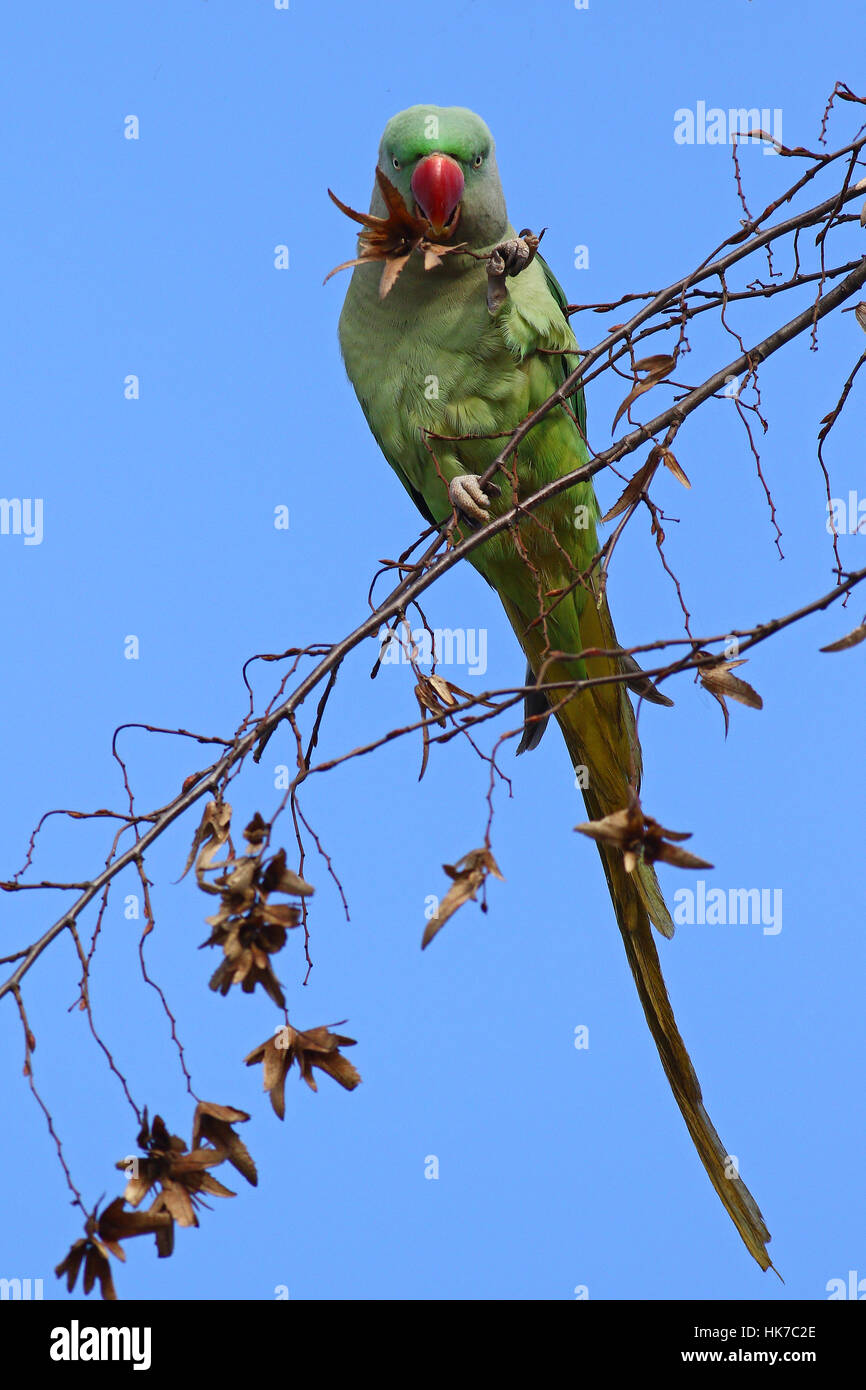 Colorful Alexandrine Parakeet, Psittacula eupatria, feeding high on tree branches against clear blue skies Stock Photo