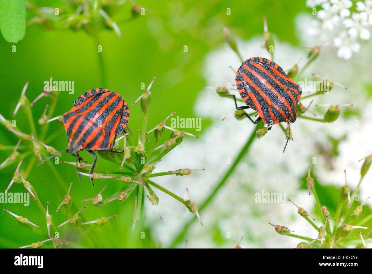 insect, bug, insect, green, coloured, colourful, gorgeous, multifarious ...