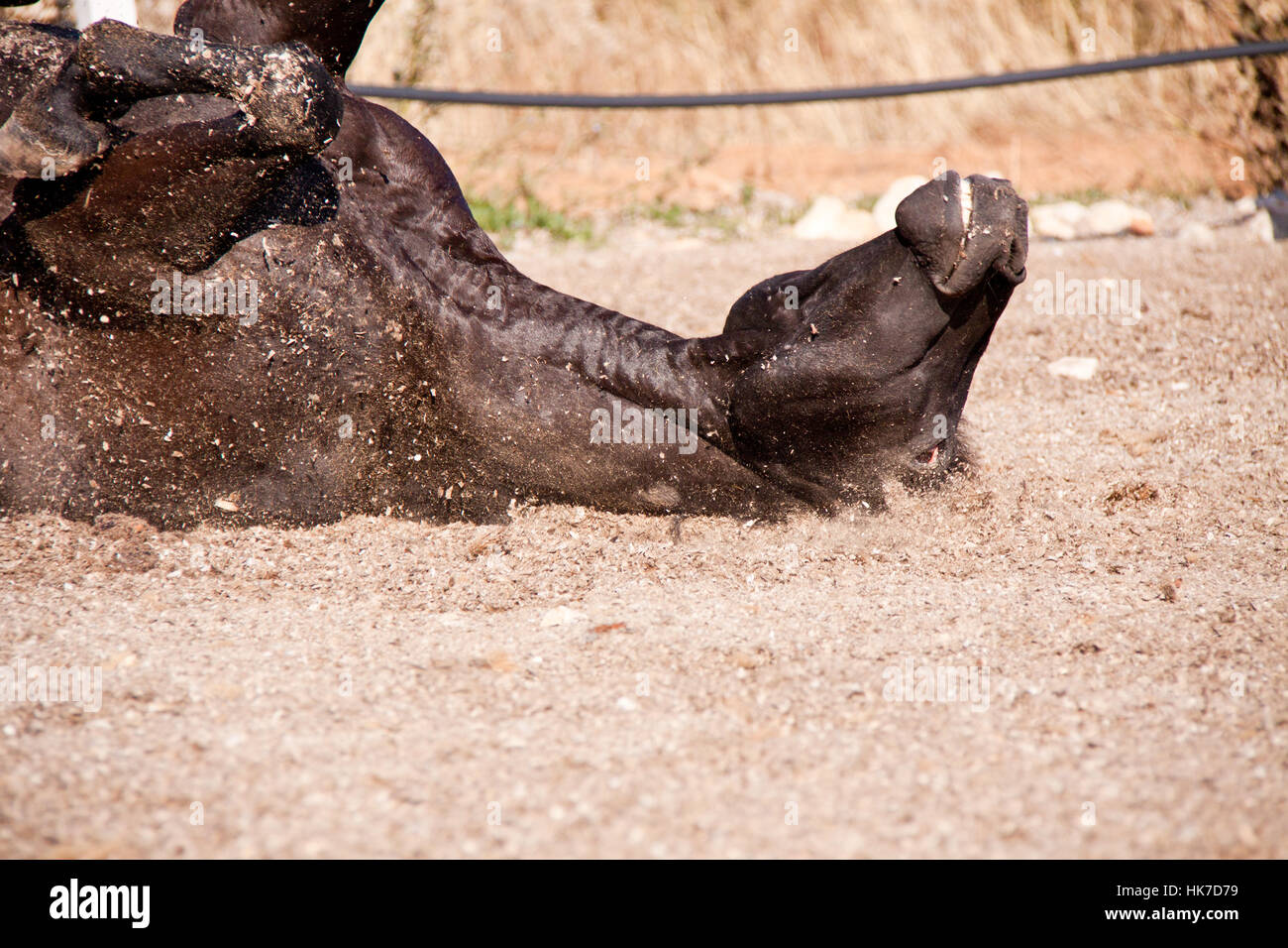 ride, horse, animals, summer, summerly, horses, strength, force, outdoors, Stock Photo