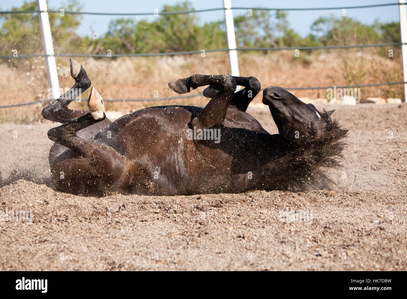 pre pura raza espanola horse rolling in the dust in summer Stock Photo