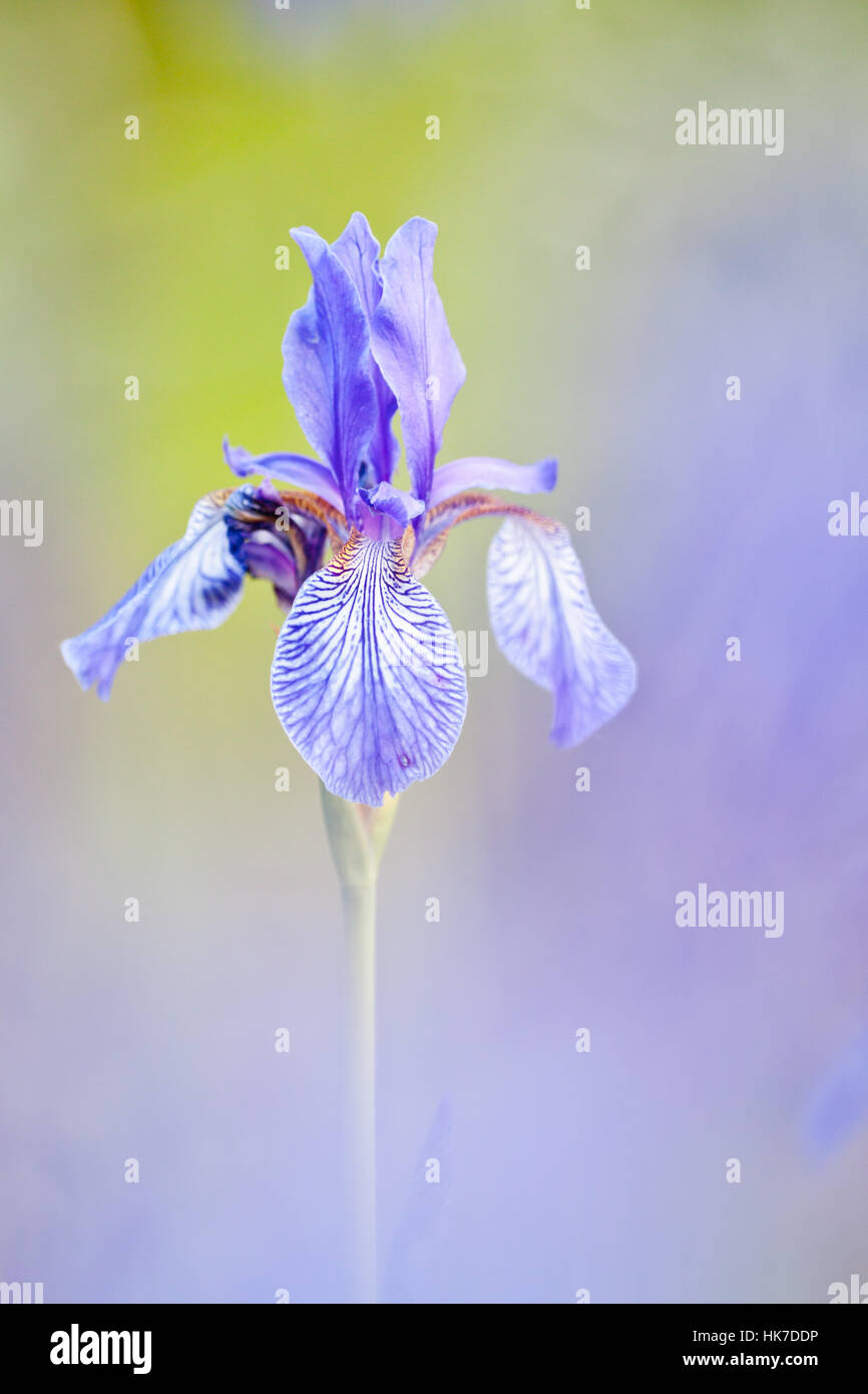 siberian lily Stock Photo