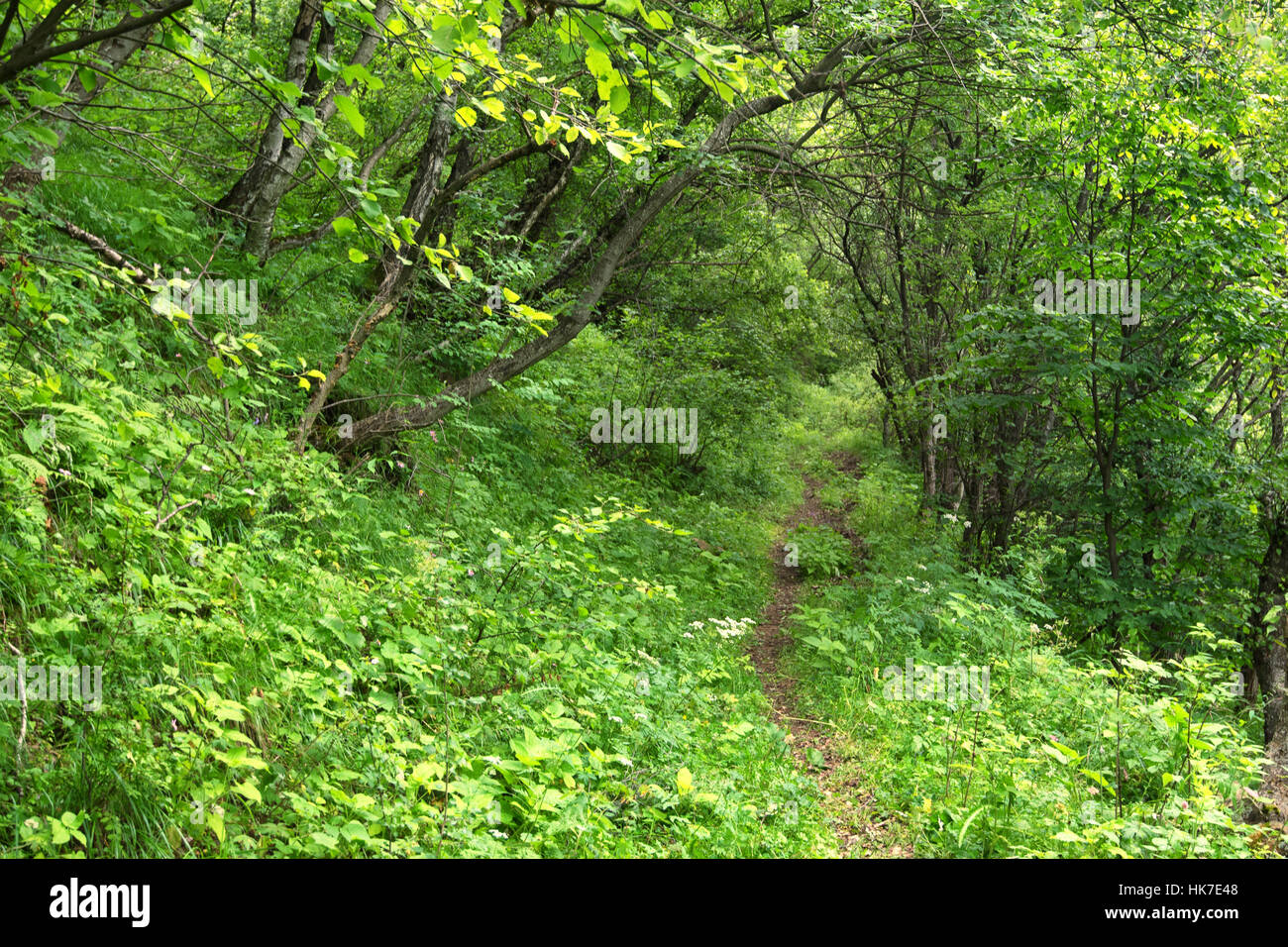 Sunlight in a green forest on summer day Stock Photo - Alamy