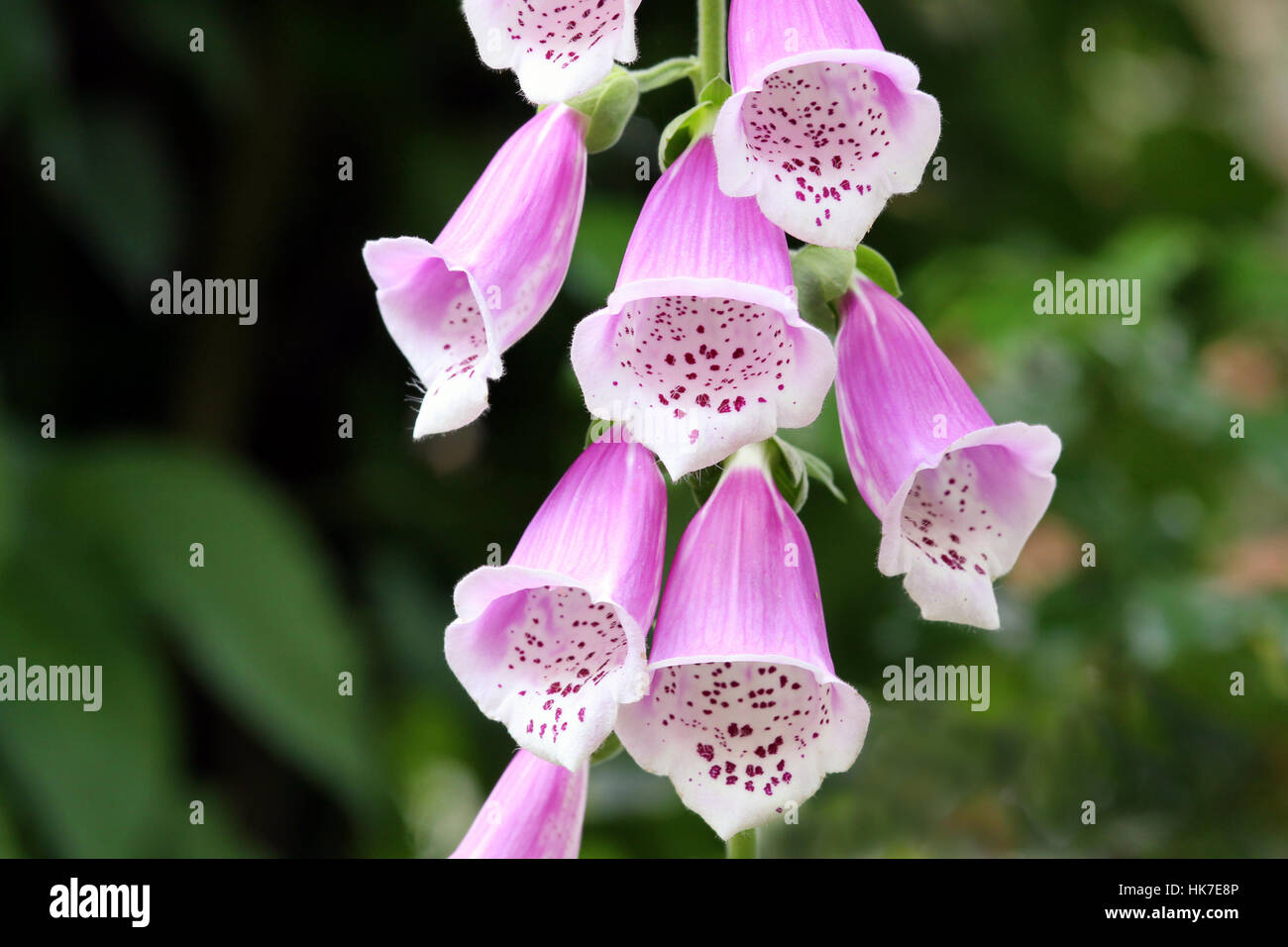 Digitalisglycoside hires stock photography and images Alamy