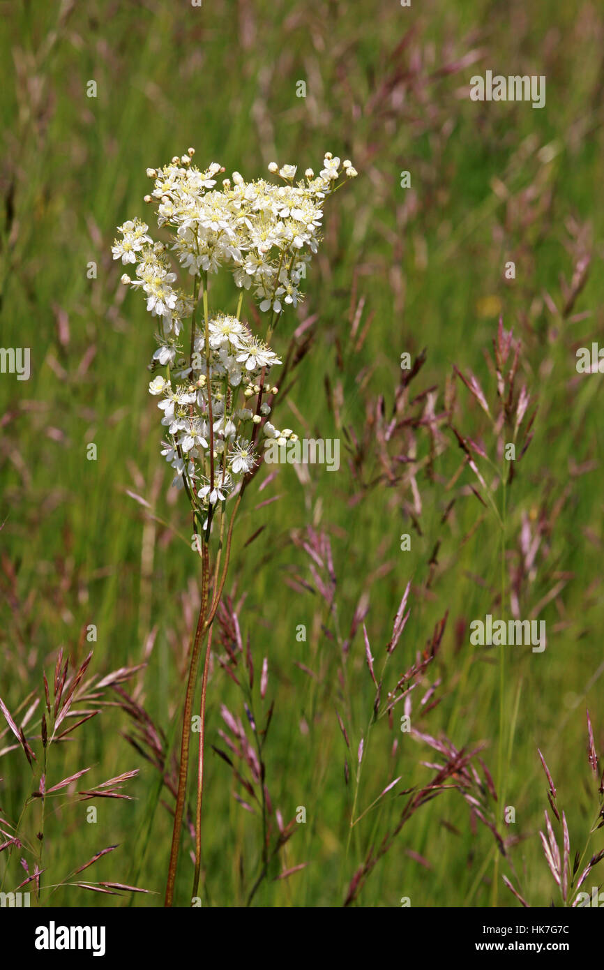 small meadowsweet [filipendula vulgaris] Stock Photo
