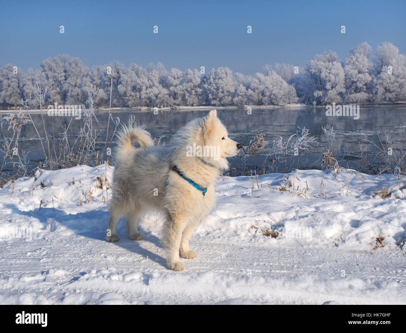 White Husky and Winter landscape, river under the ice and tree branches