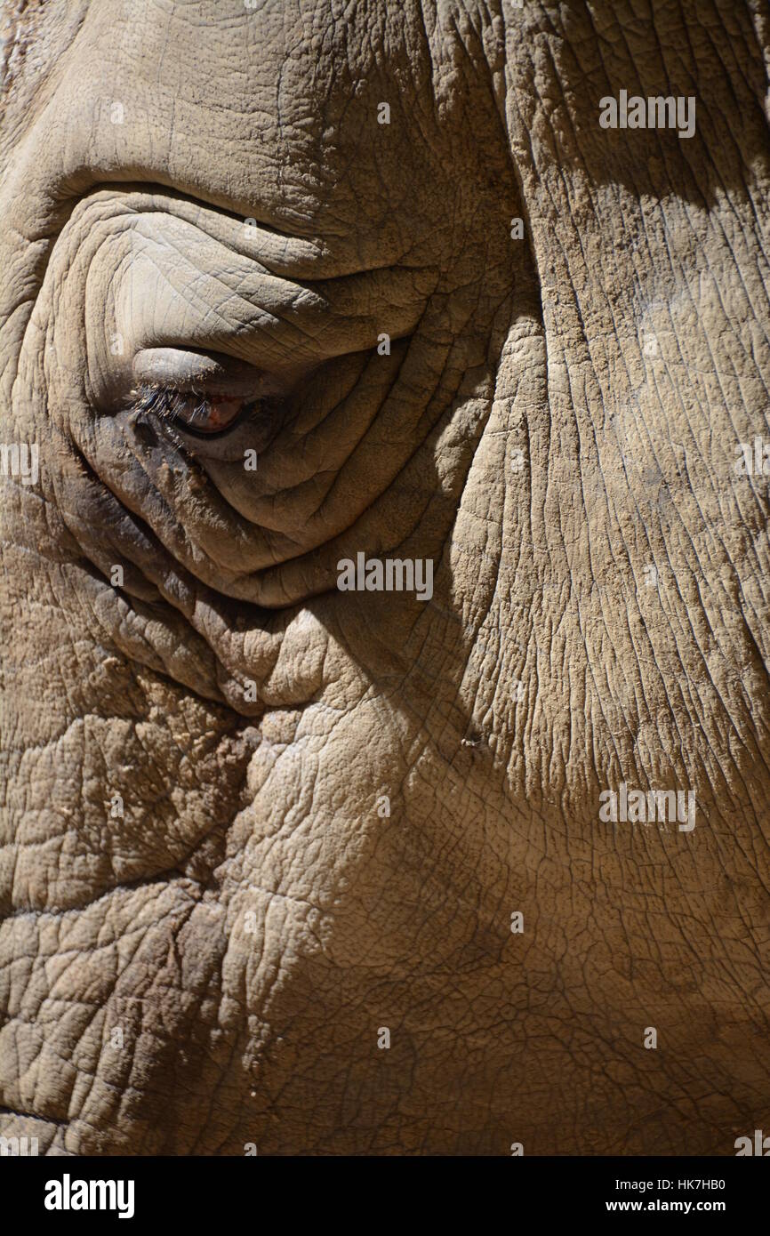 Close up of African Rhino Face Highlighting the Eye and Skin Texture ...