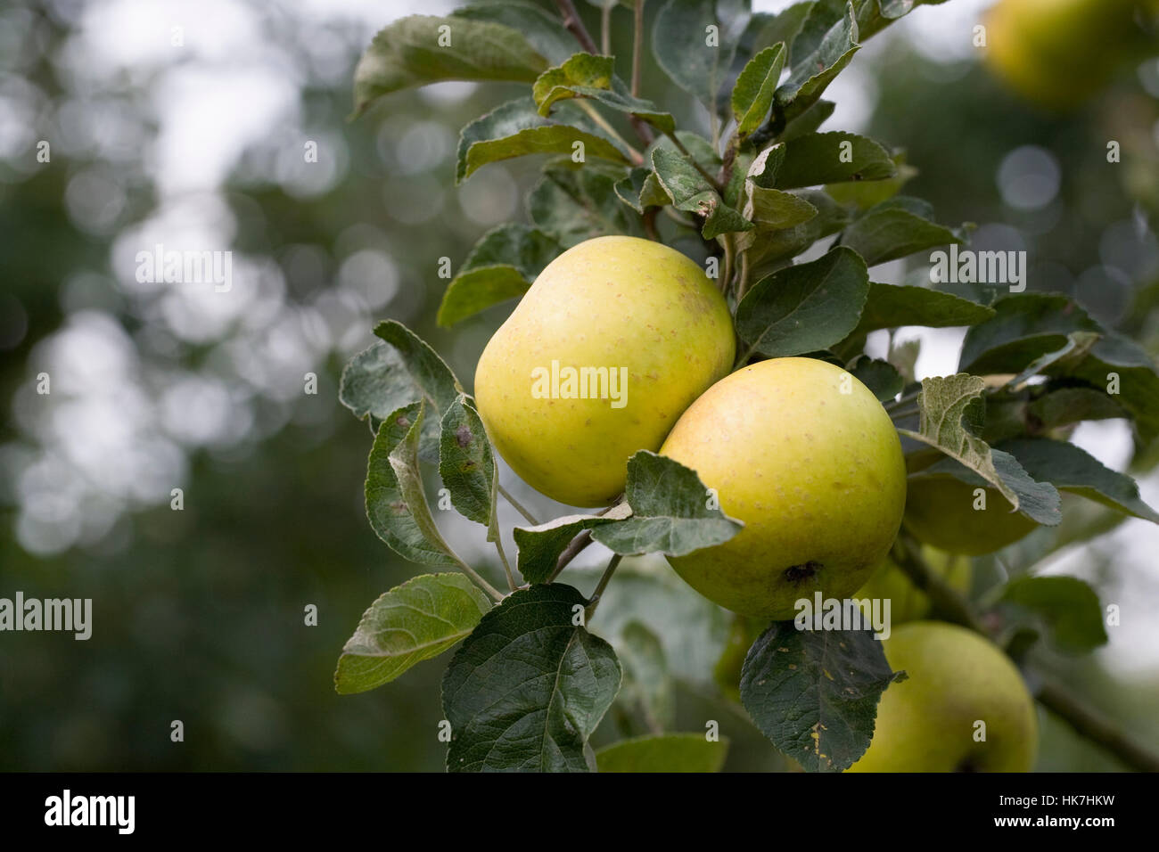 Malus domestica 'Wyken Pippin'. Apples on a tree. Stock Photo