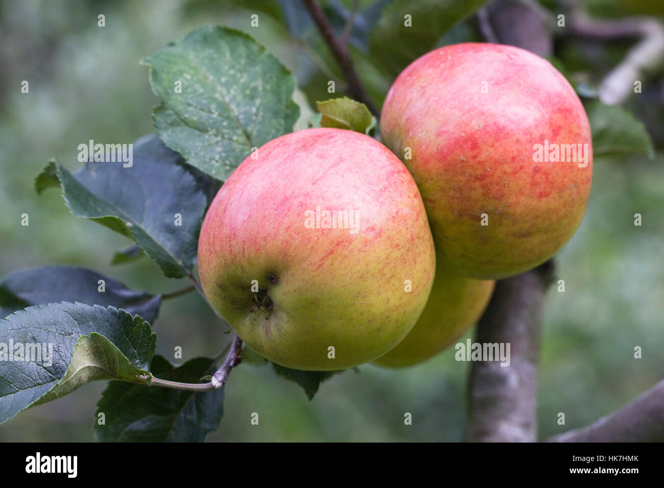 Malus domestica 'Annie Elizabeth'. Apples on a tree. Stock Photo