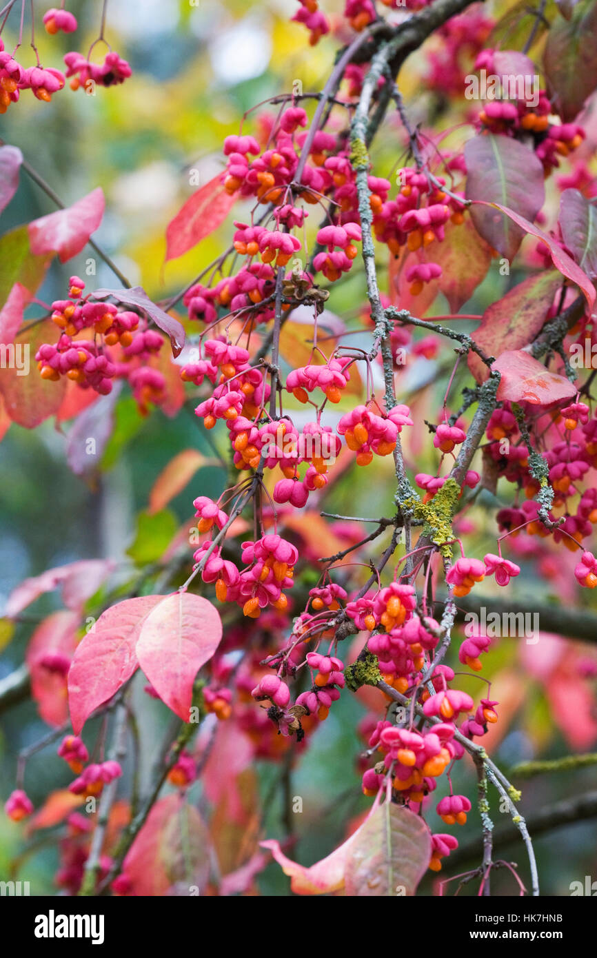 Euonymus europaeus 'Red Cascade' in Autumn. Stock Photo